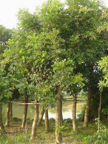 桃花心木树